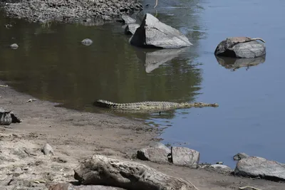 DSC_3494 (Large).JPG